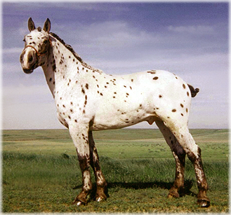 Stonewall Rascal
